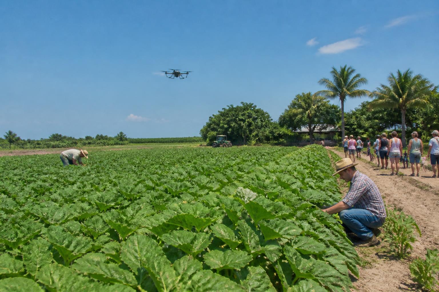 Florida Growers Face Evolving Operational Hurdles as Summer Heat Intensifies - AgroPost