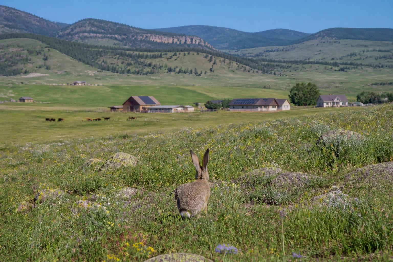 Summer Land Management and Market Shifts for Wyoming Producers - AgroPost