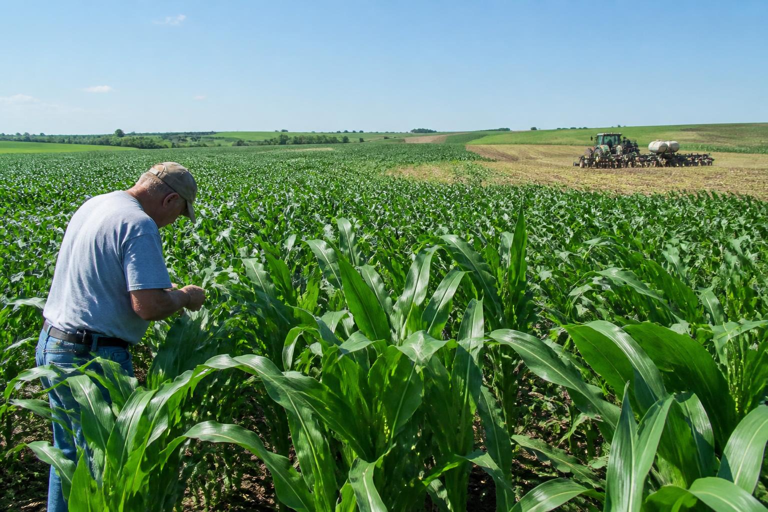 Managing Summer Crop Protection: Assessing Southern Rust and Field Risks in Iowa - AgroPost