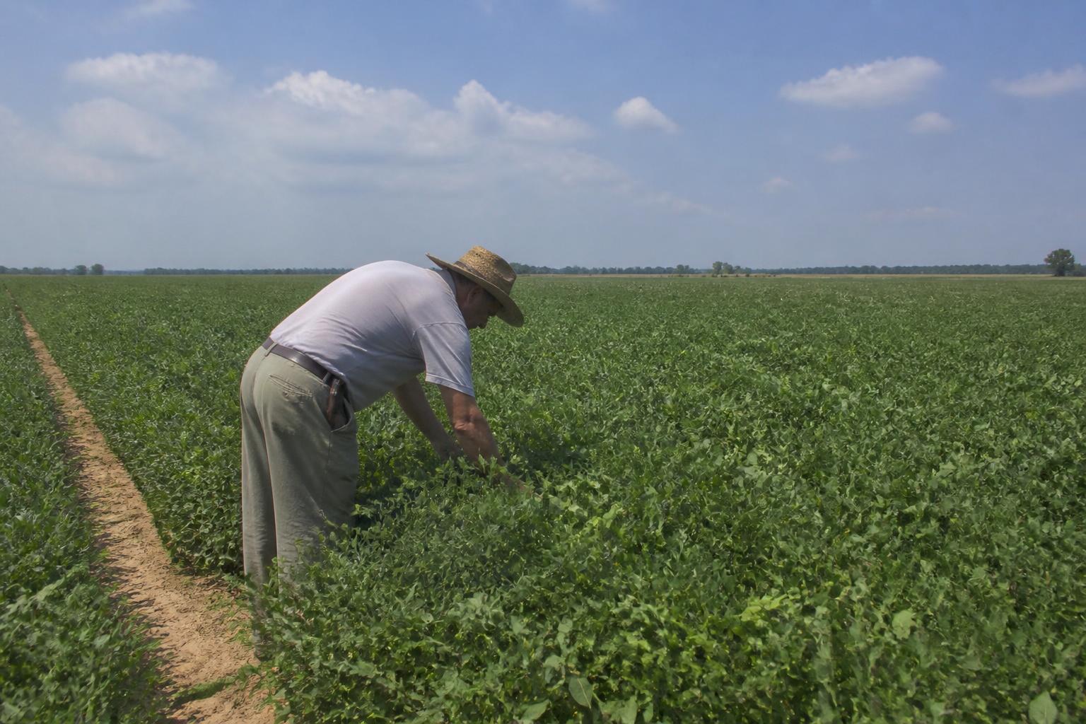 Diversification Amid Rising Heat: Illinois Agriculture Shifts and Challenges - AgroPost