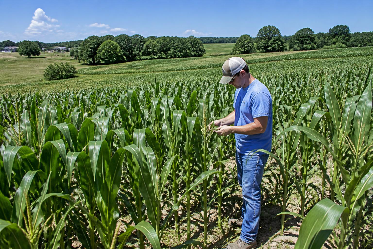 North Carolina Producers Face Logistical Hurdles in Shifting Grain Markets - AgroPost