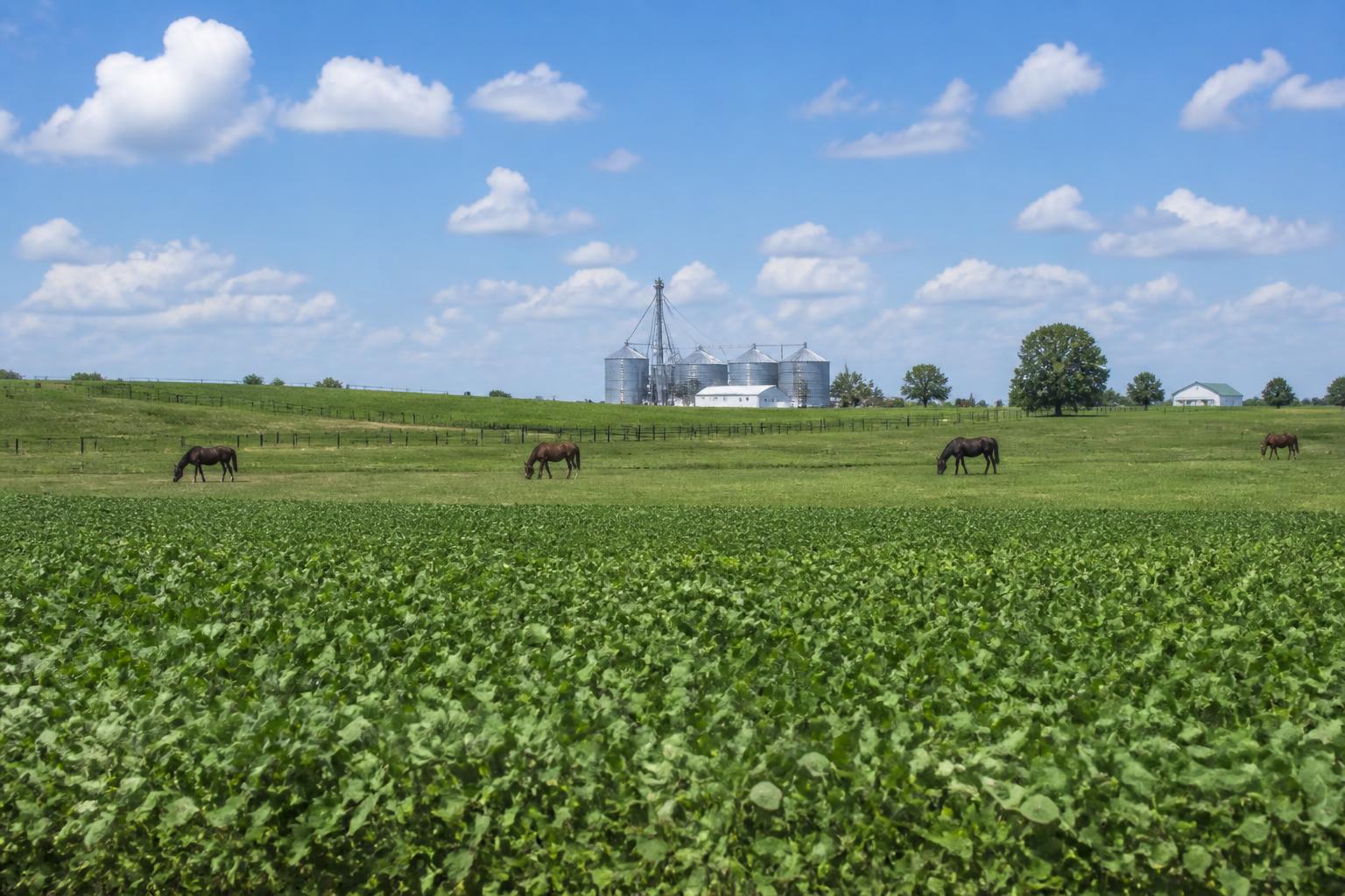Kentucky Agriculture Faces Shift in Risk Management and Market Stability - AgroPost