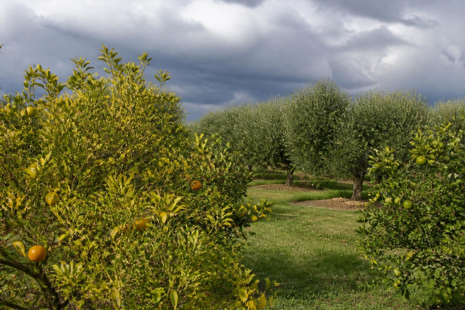 Florida Row Crop Producers Navigate Summer Weather Risks and Market Volatility - AgroPost