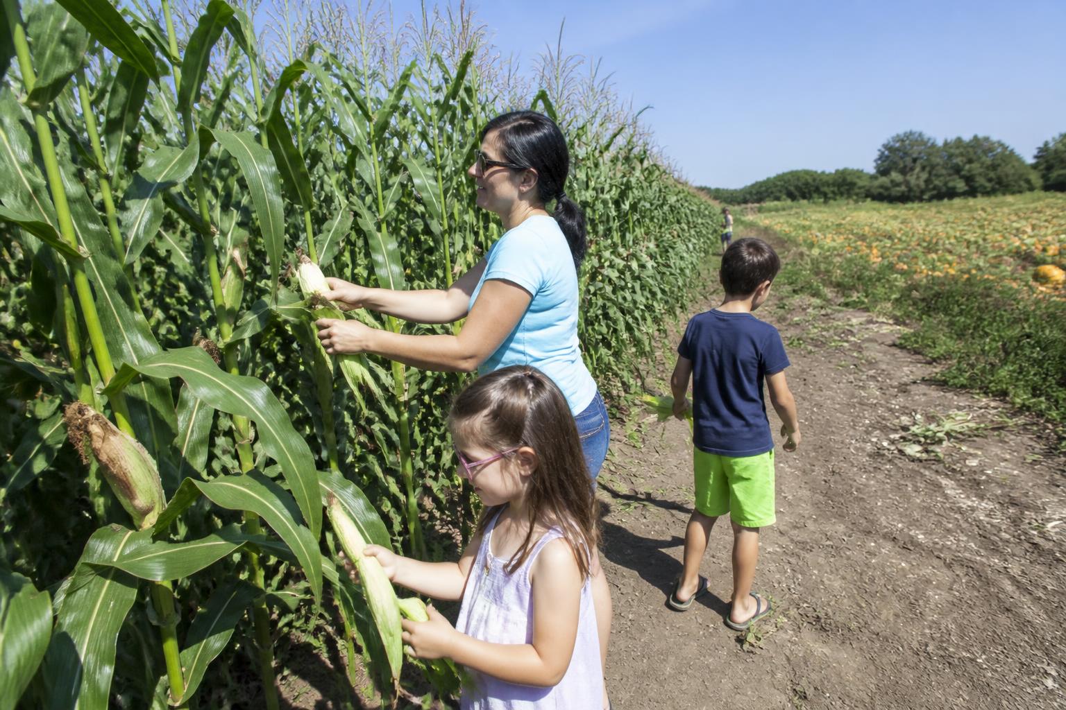 New Jersey Summer Grain Outlook: Balancing Seasonal Demand and Logistics - AgroPost