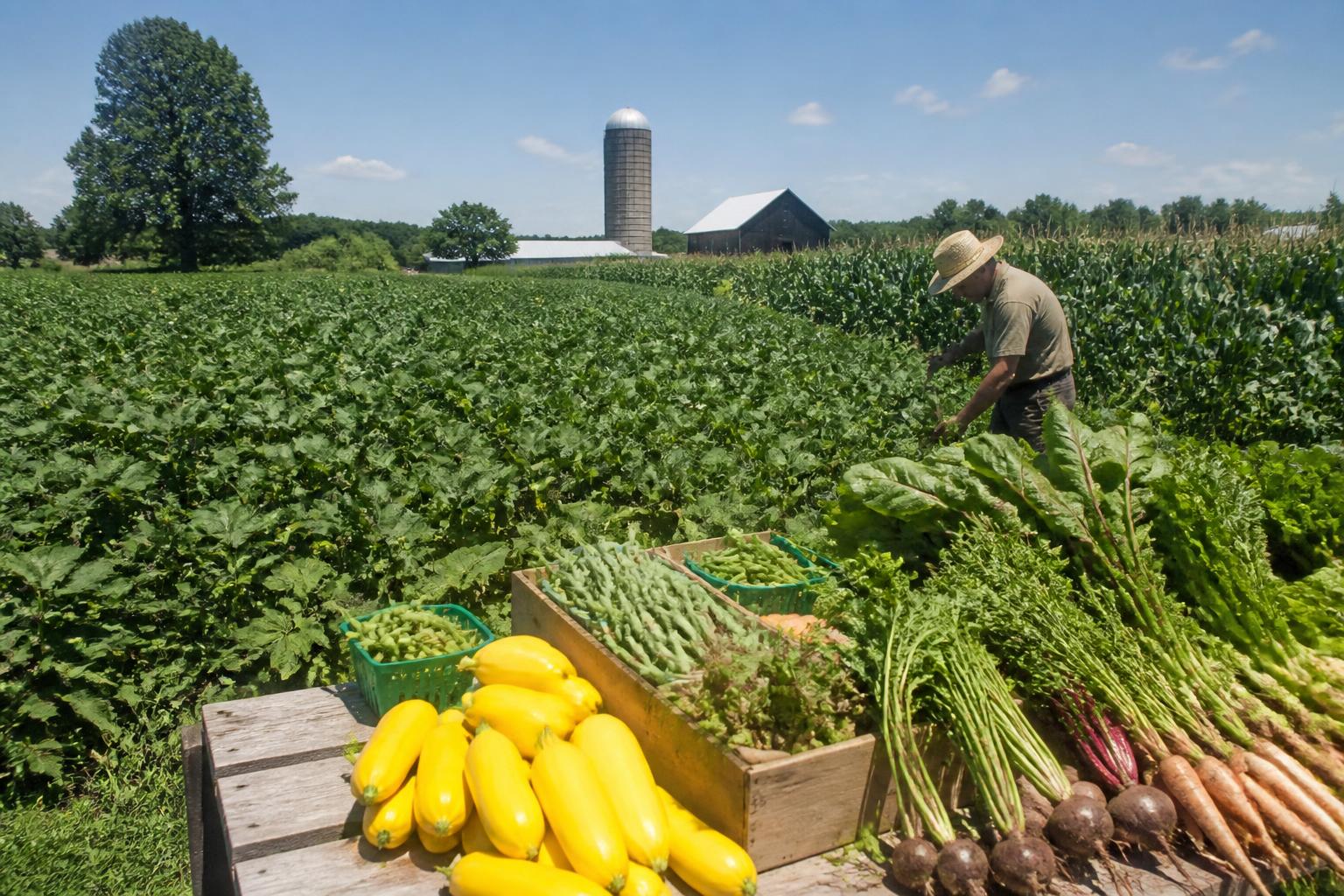 Indiana Market Outlook: Trade Volatility and Local Logistics as Mid-Summer Approaches - AgroPost