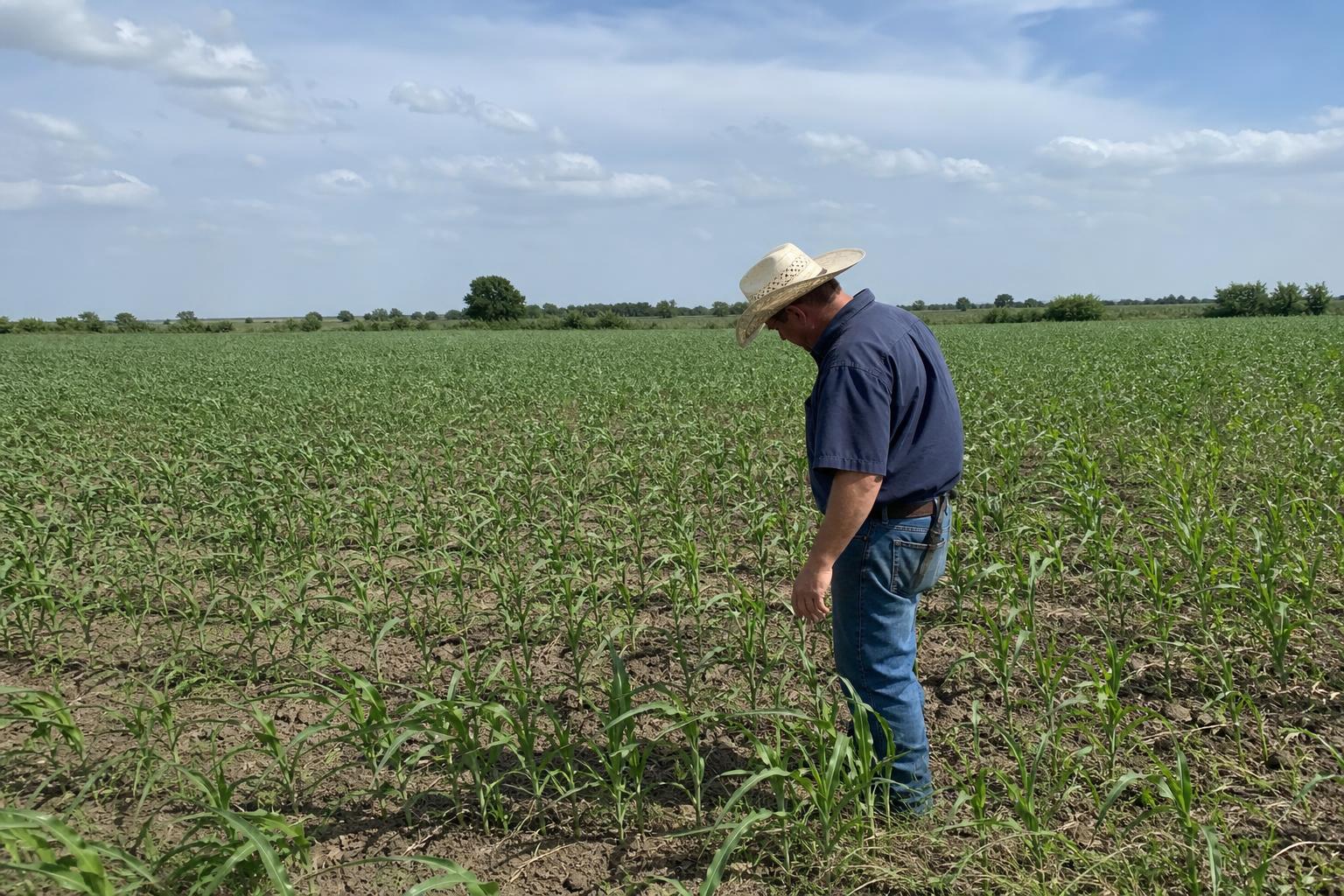Texas Agriculture: Adapting to Market Shifts and Weather Challenges - AgroPost