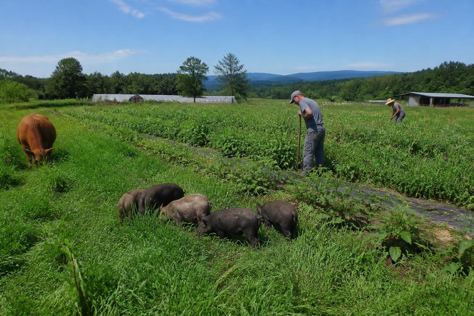 Navigating Virginia's Changing Operational Landscape for Agribusiness - AgroPost