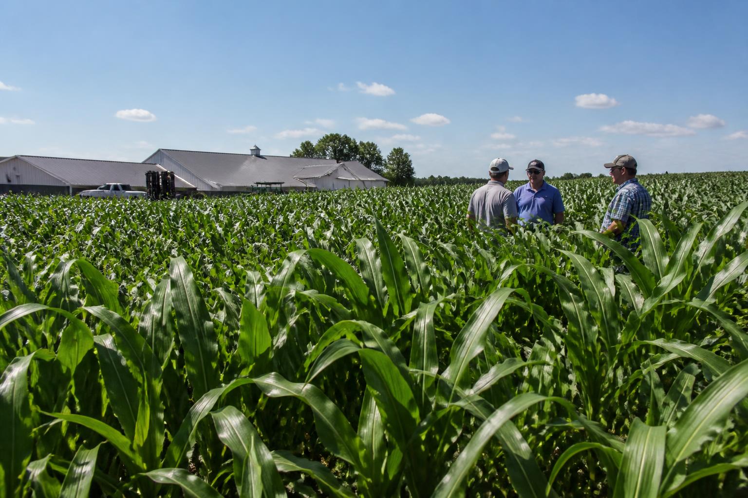Ohio Grain Outlook: Navigating Mid-Summer Market Pressures and Supply Logistics - AgroPost