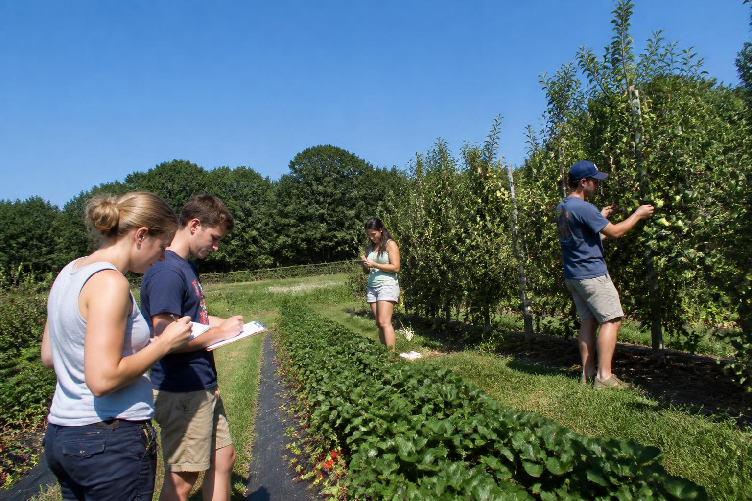 Protecting Connecticut Orchards: Managing Mid-Summer Crop Resilience - AgroPost
