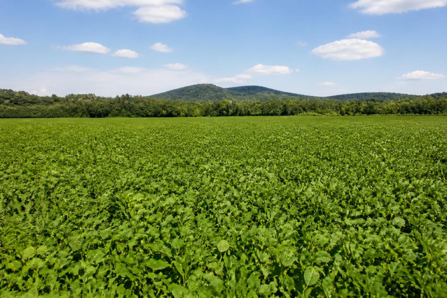 Protecting Crop Integrity: Navigating Shifting Soil and Resource Demands in South Carolina - AgroPost