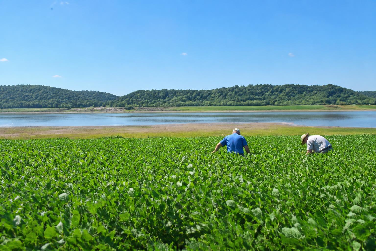 Low River Levels Threaten Mississippi Harvest Logistics - AgroPost