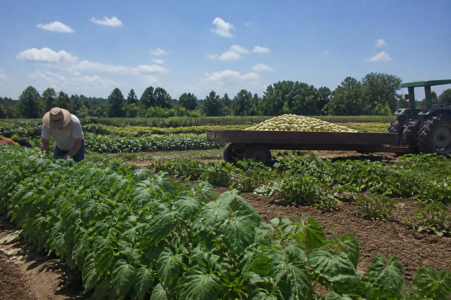 Advancing Soil Health and Productivity in Alabama Agriculture - AgroPost