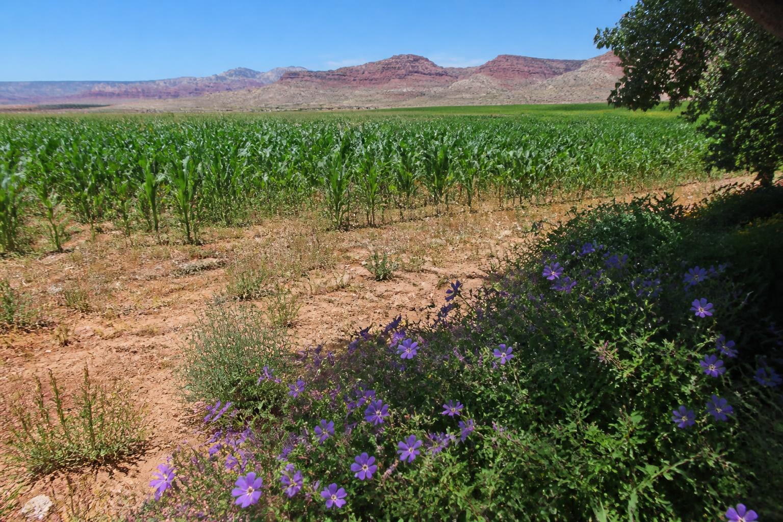 New Biologics Registration Expands Crop Protection Options for Utah Producers - AgroPost