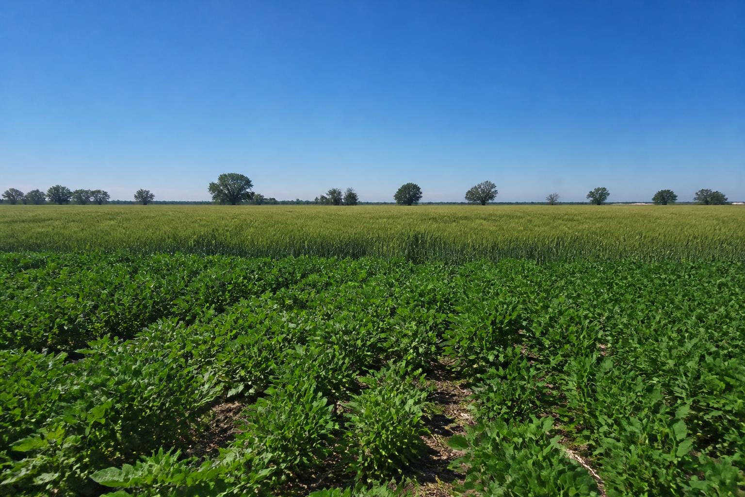 Texas Grain Logistics: Mid-Summer Infrastructure and Emerging Trade Shifts - AgroPost