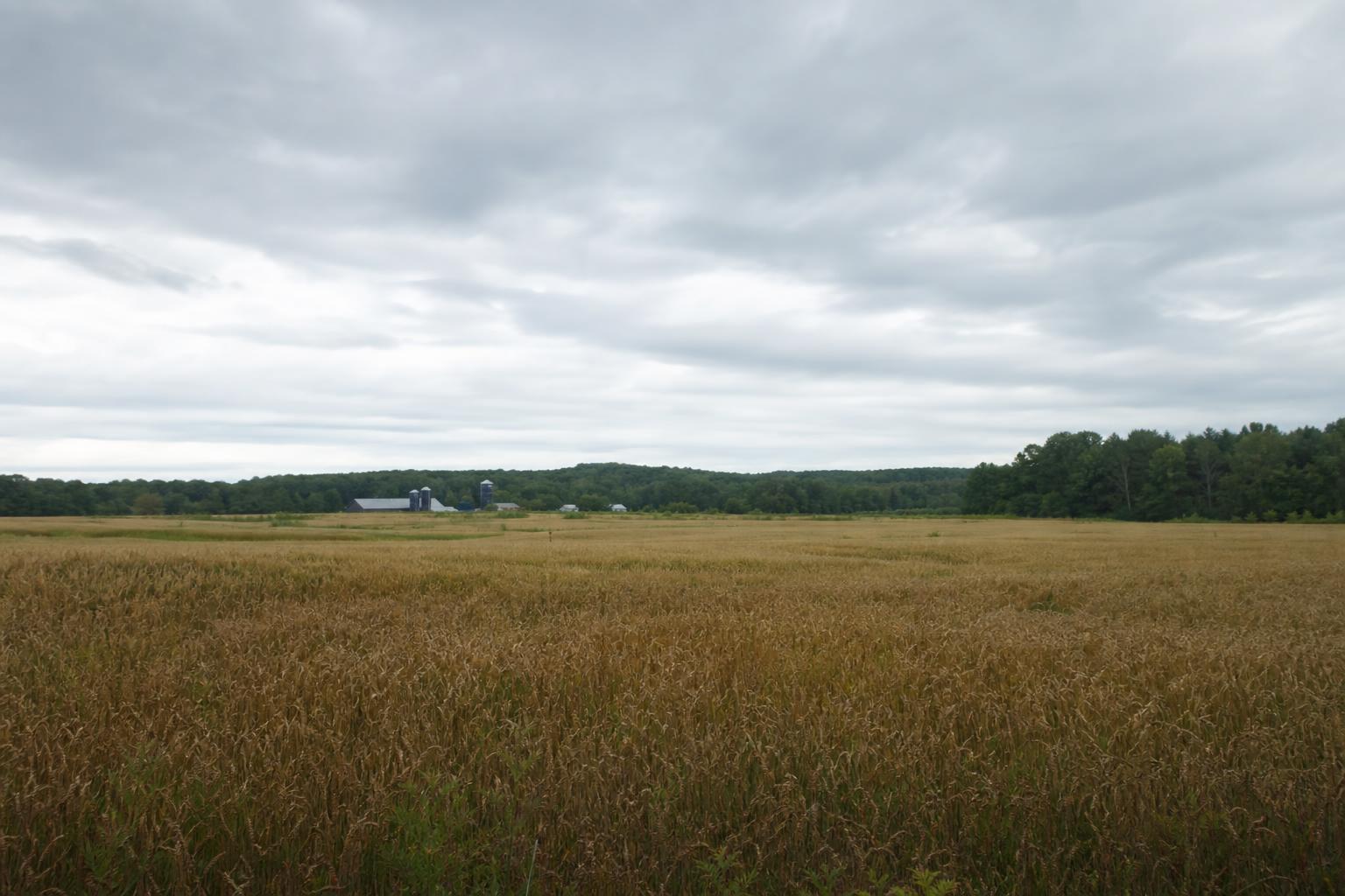 Vermont's Grain Market: Opportunities and Challenges for Growth - AgroPost