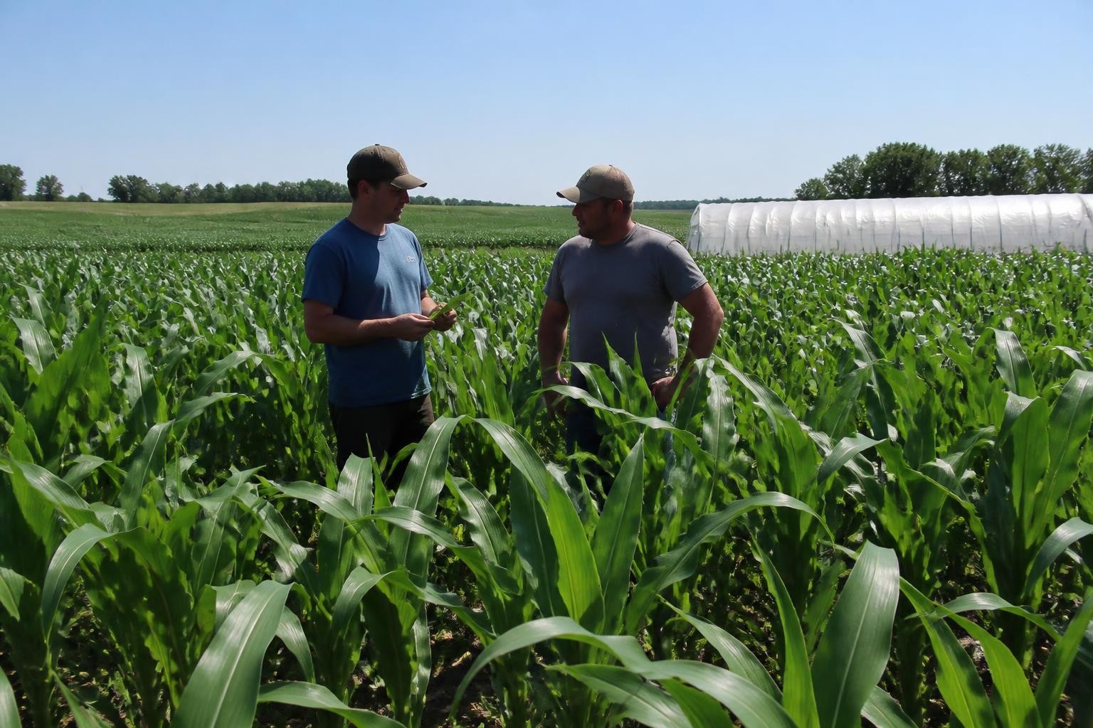 Iowa Field Report: Assessing Crop Development and Protection Needs in July - AgroPost