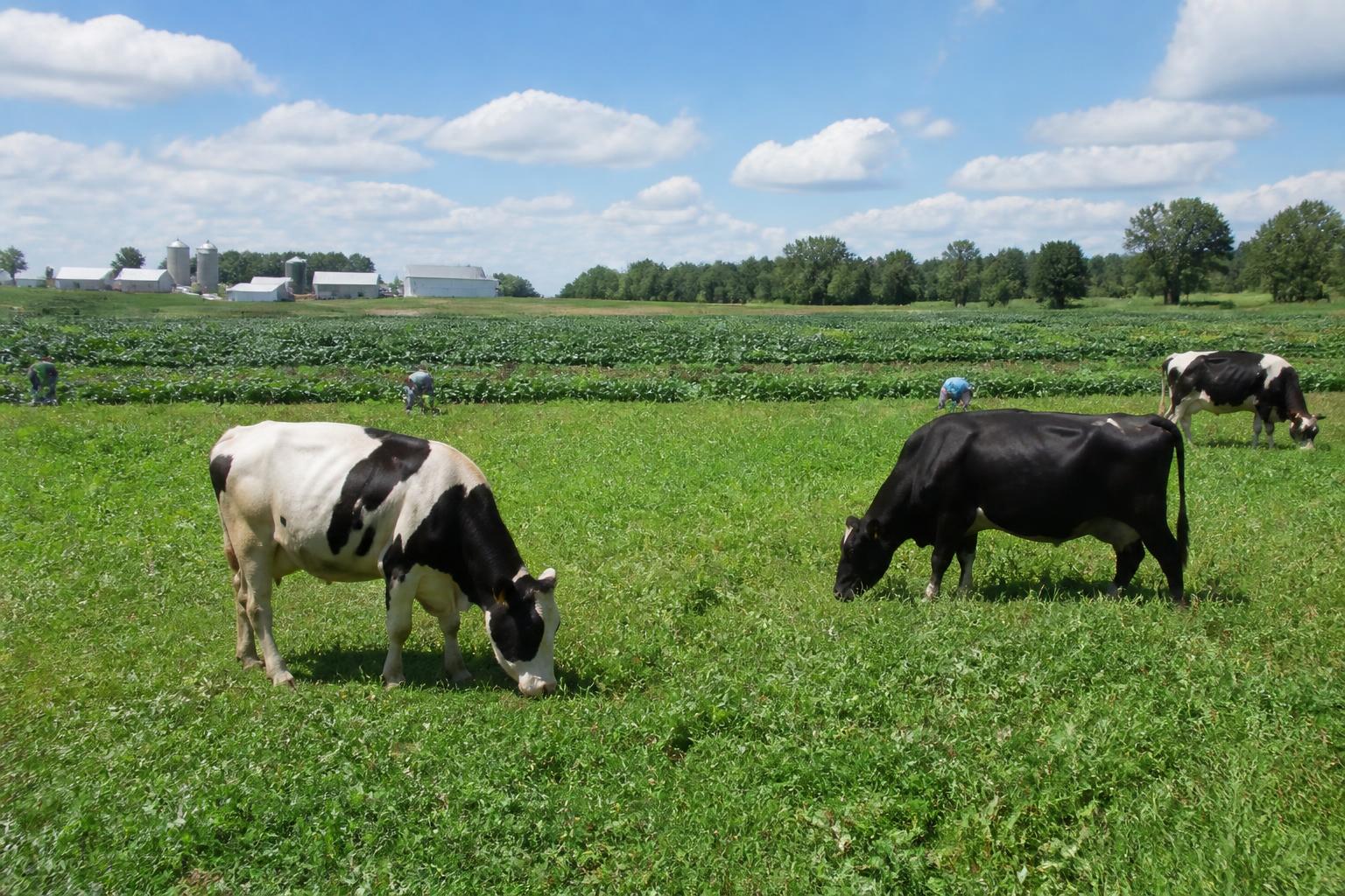 Wisconsin Producers Navigate Mid-Summer Field Challenges and Operational Shifts - AgroPost