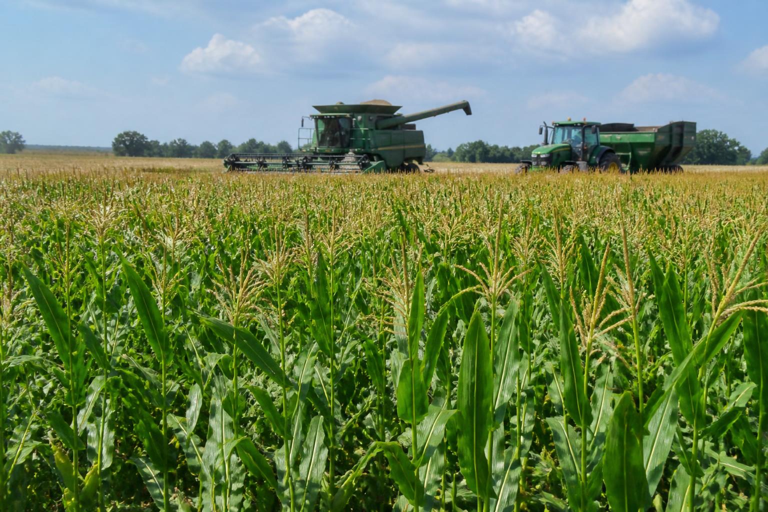 Louisiana Grain Outlook: Mid-Summer Harvest Dynamics - AgroPost
