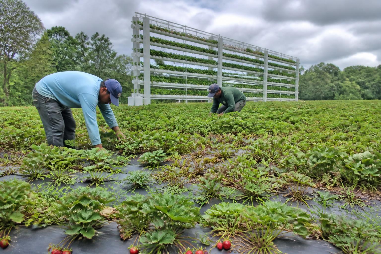 South Carolina Ag Logistics Update: Navigating Seasonal Challenges and Market Flows - AgroPost
