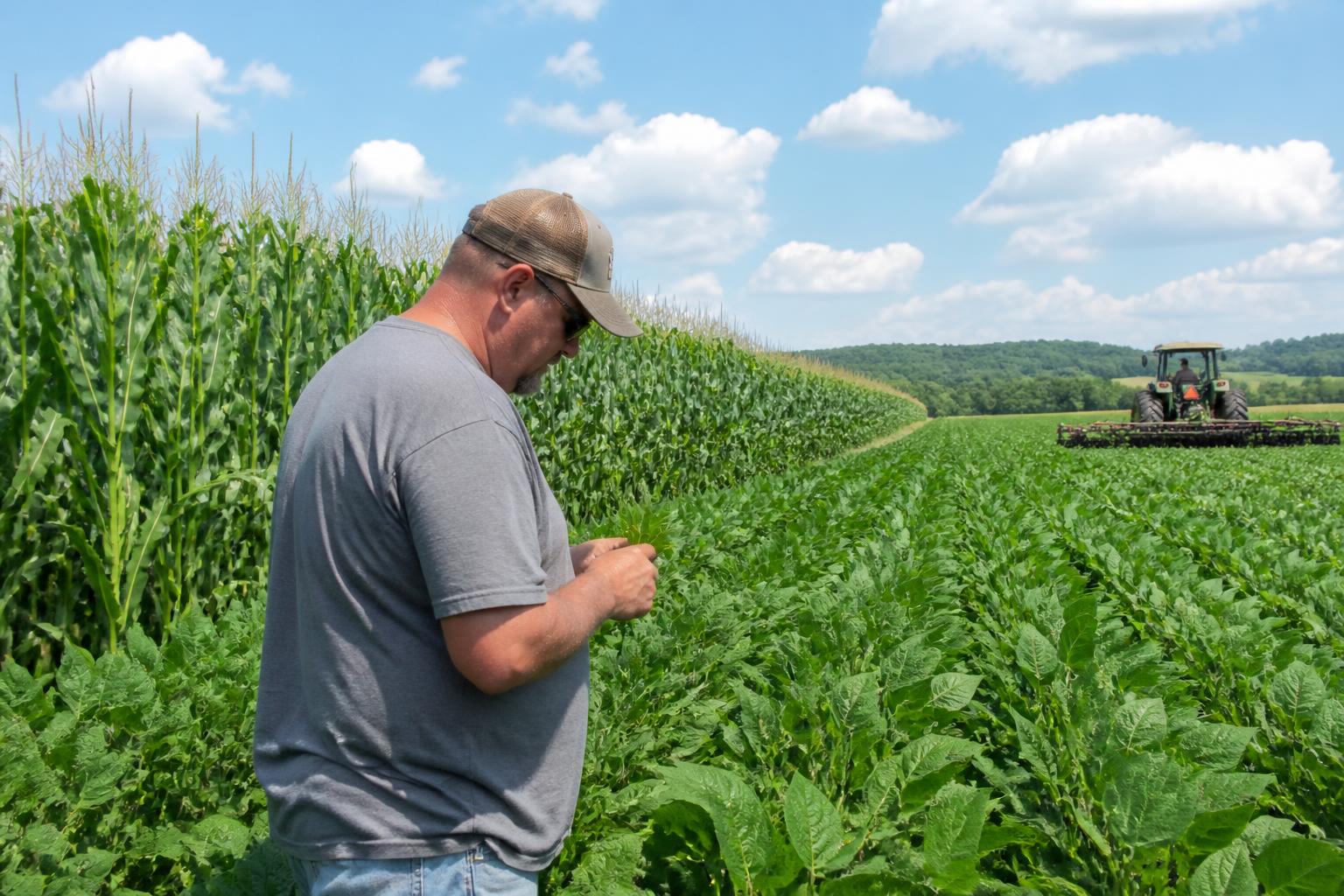 Tennessee Grain Outlook: Navigating Input Efficiency and Market Pressure - AgroPost