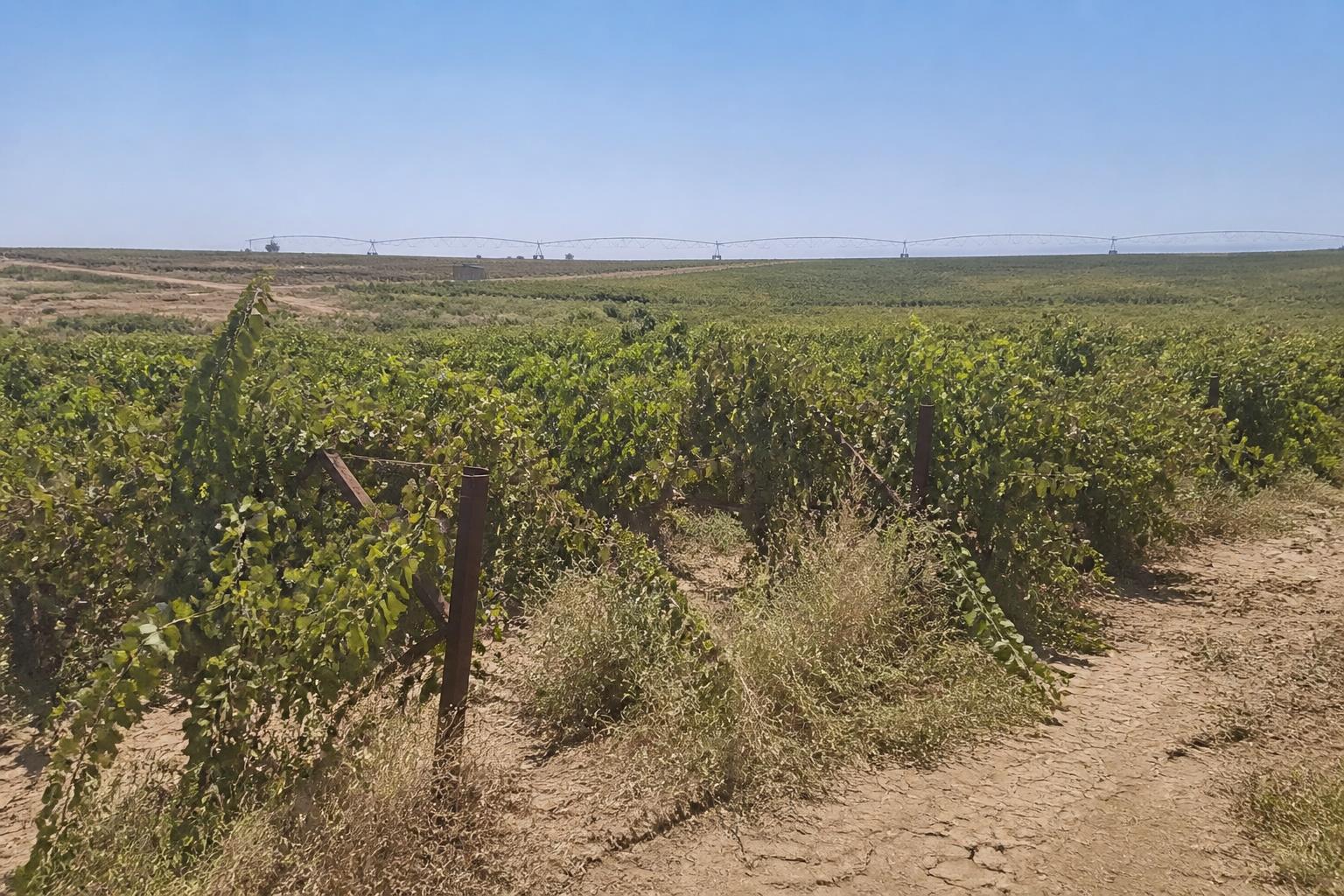 California Grains and Specialty Crops: Navigating Water and Infrastructure Headwinds - AgroPost