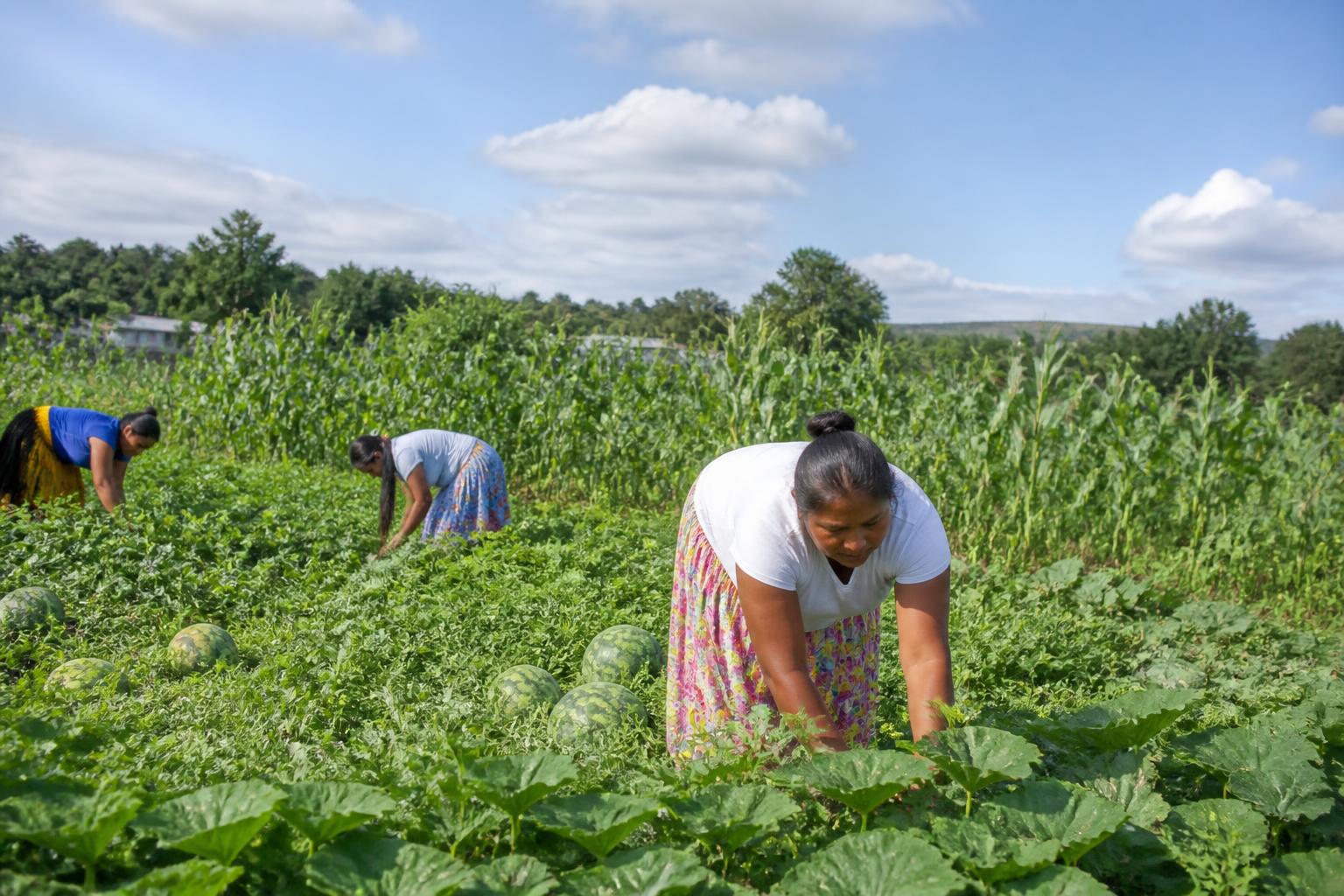 Rhode Island Specialty Crop Protection: Mid-Summer Management Strategies - AgroPost