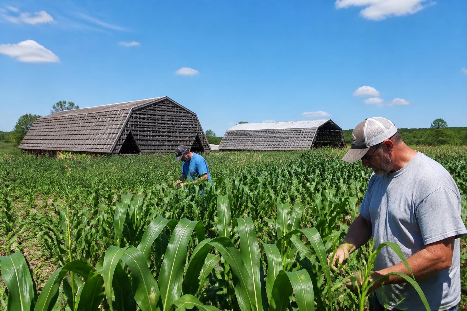 Kentucky Crop Health: Managing Mid-Summer Disease and Input Strategies - AgroPost