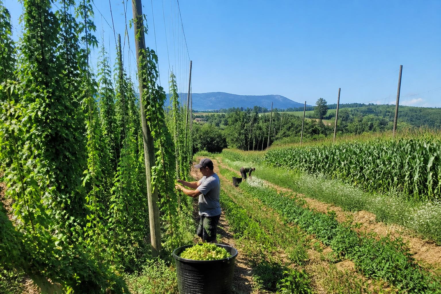 Vermont Livestock Feed Procurement: New Digital Tools for Summer Sourcing - AgroPost