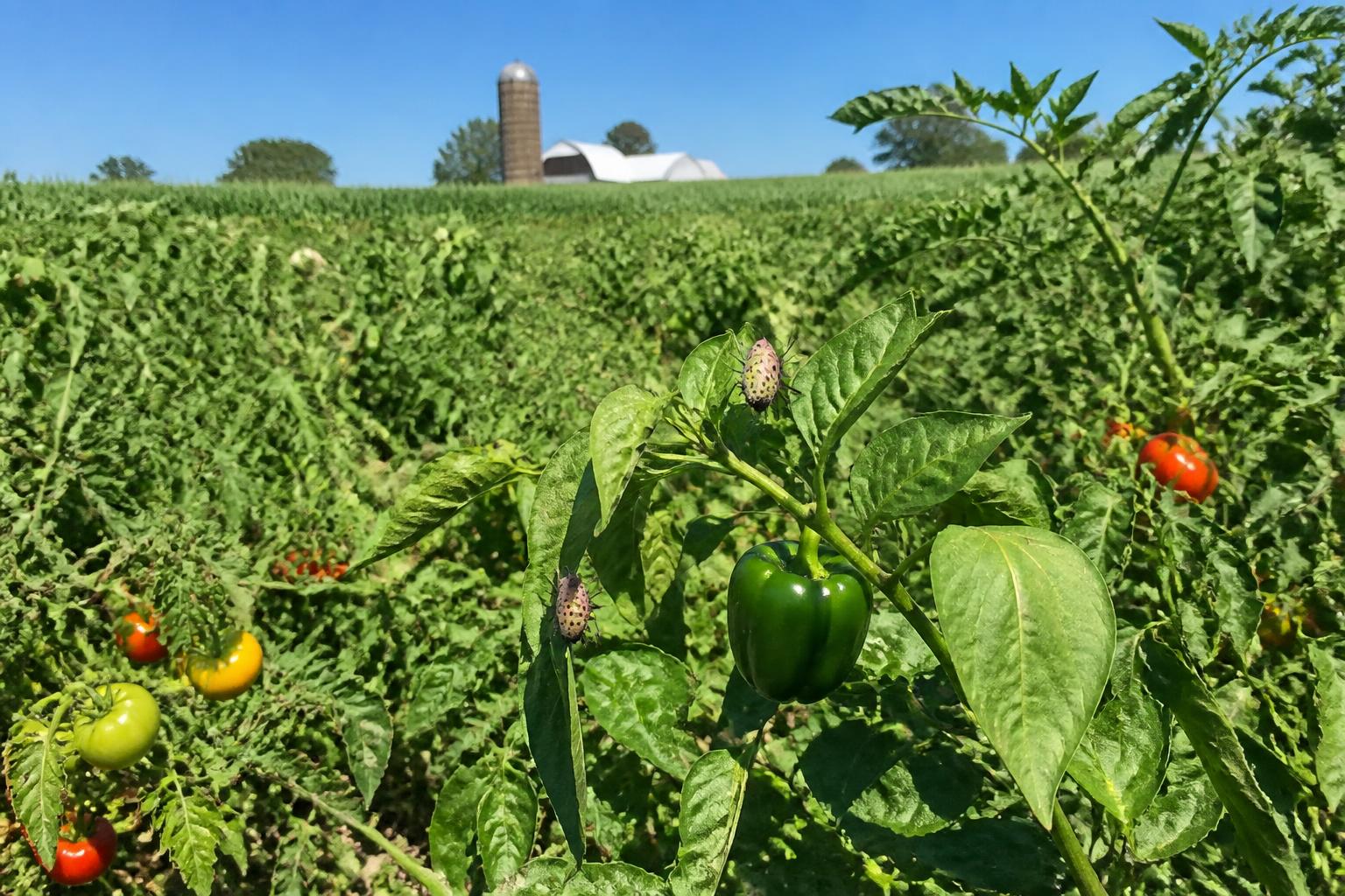West Virginia Logistics: Navigating Summer Transport and Market Pressures - AgroPost