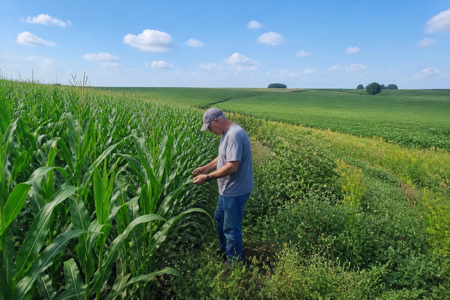Nebraska Field Management: Precision Tactics for Summer Crop Protection - AgroPost