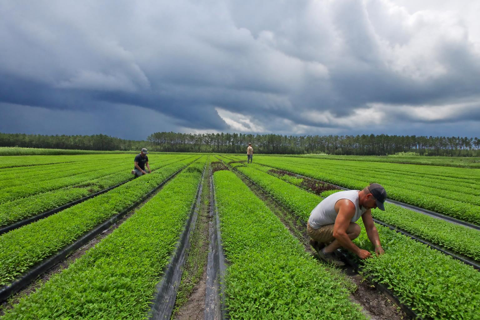 Florida Fertilizer Outlook: Navigating Supply Shifts and Regional Challenges - AgroPost