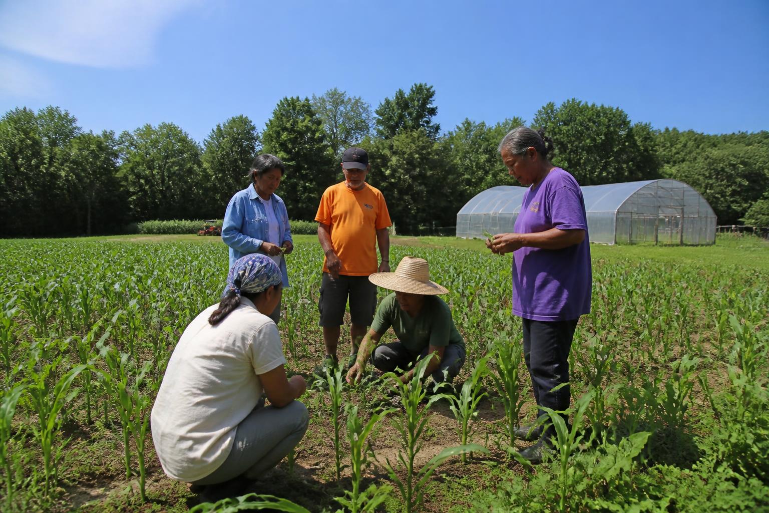 Rhode Island Biosecurity Alert: Managing Spotted Lanternfly Risks in Mid-Summer - AgroPost