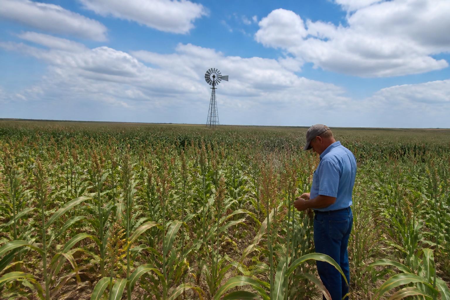 Texas Grain Market Update: Navigating Summer Weather and Logistics - AgroPost