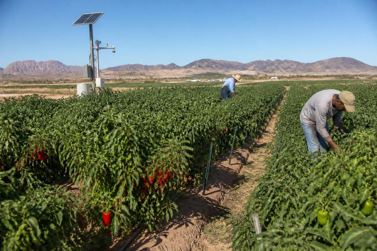 Arizona Ag Tech: Testing Physical AI in the Yuma Valley - AgroPost