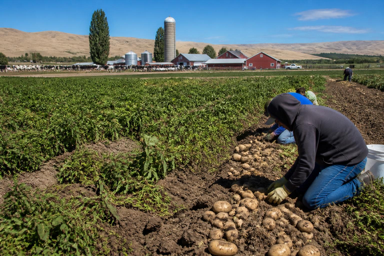 Idaho Fertilizer Sector Navigates Evolving Efficiency and Supply Dynamics - AgroPost
