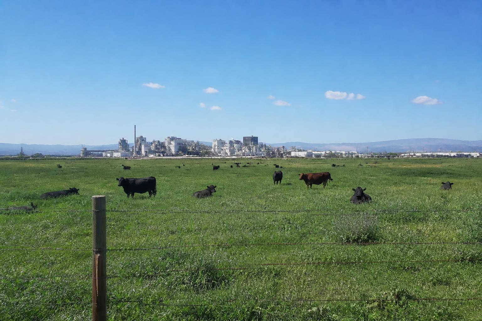 Colorado Livestock and Rail Markets Face Mid-Summer Disruptions - AgroPost