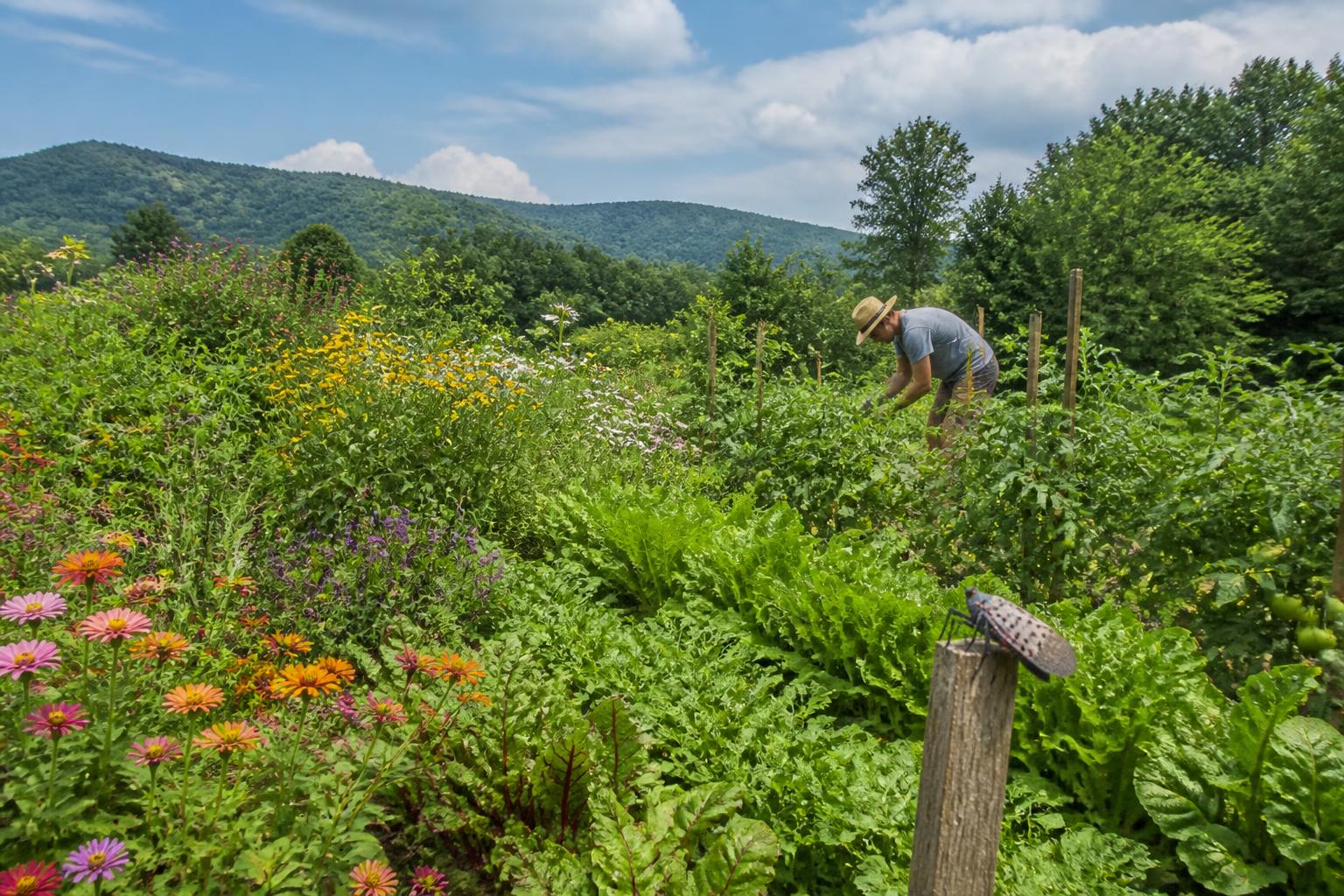 Managing Emerging Threats: Protecting West Virginia Crops from Invasive Pests - AgroPost