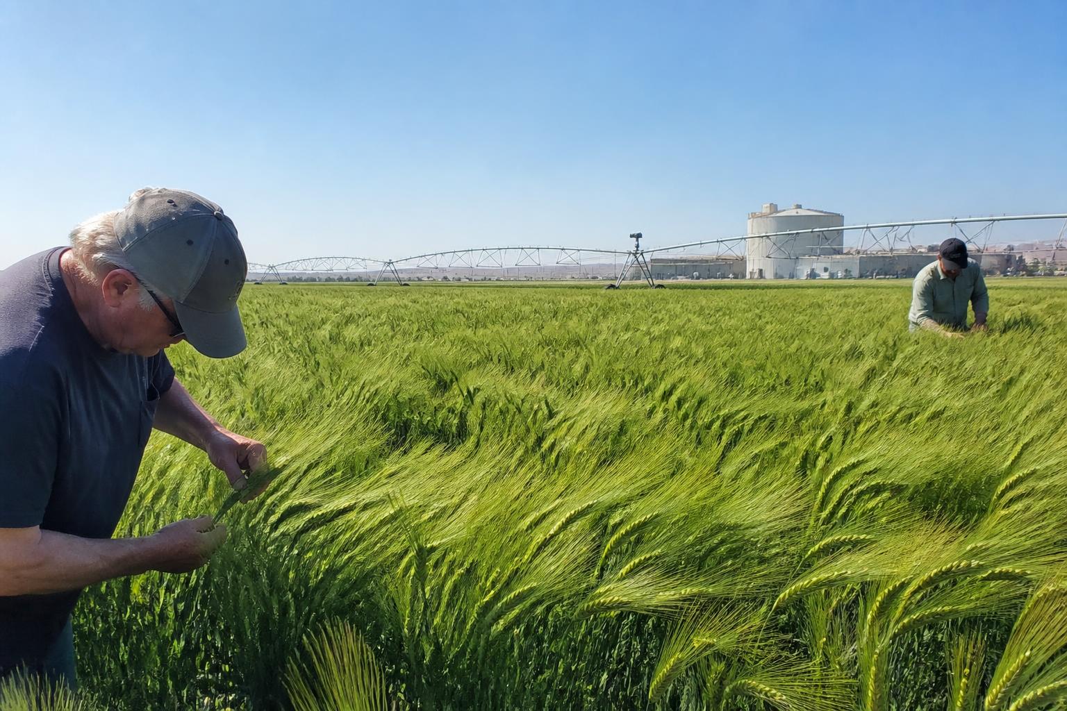 Washington Growers Balance Market Pressures and Infrastructure Needs - AgroPost