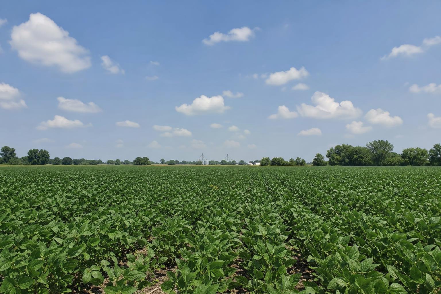U.S. Grain Market Update: Navigating Price Pressures and Seasonal Trends - AgroPost