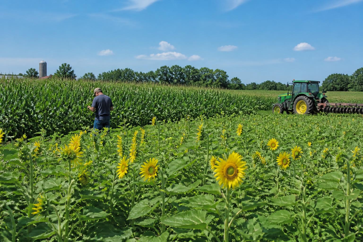 Minnesota Market Brief: Assessing Mid-Summer Crop Stress and Logistical Pressures - AgroPost