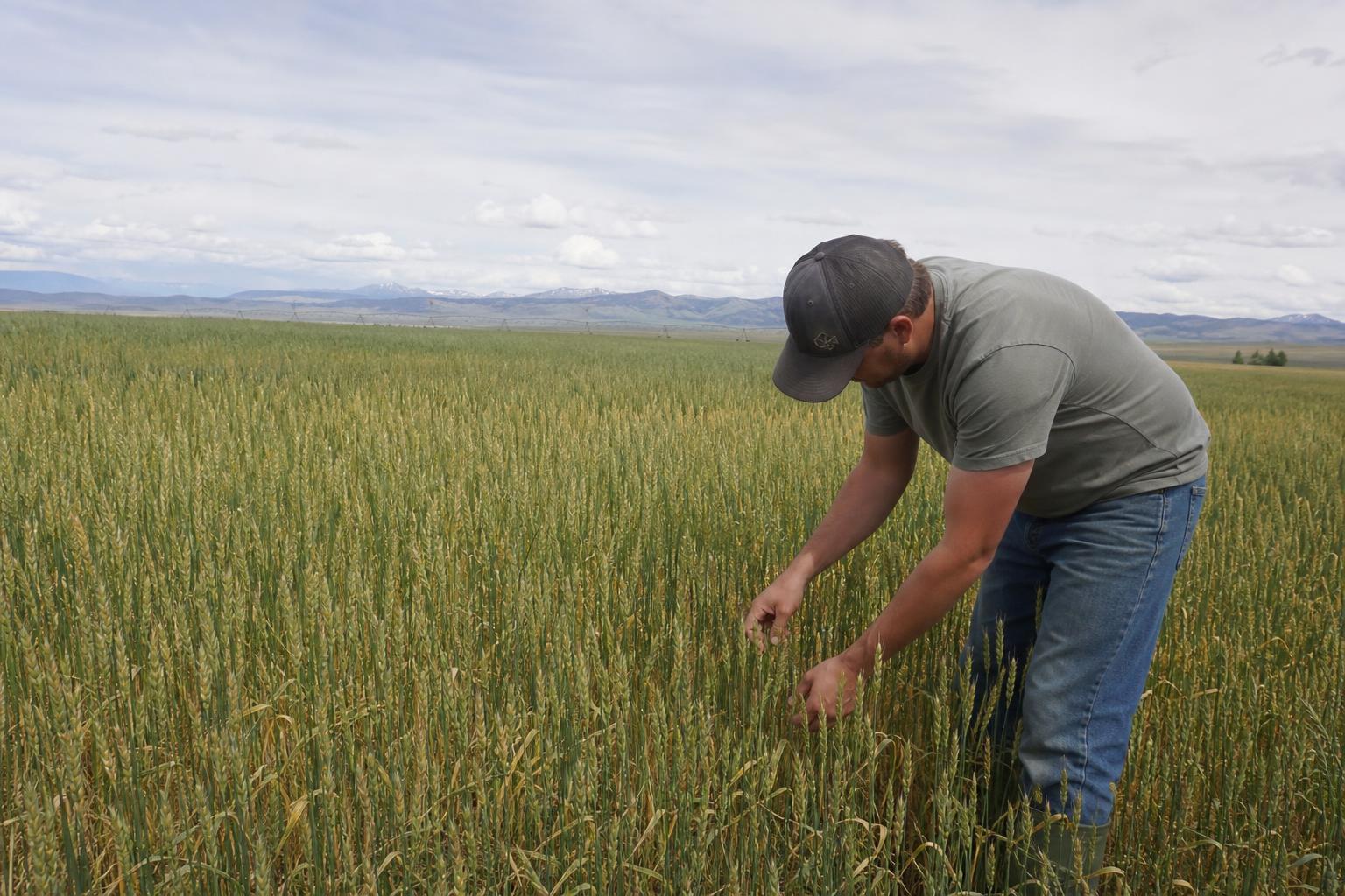 Current Trends in Montana’s Wheat Market: Rising Challenges and Strategic Adaptations - AgroPost