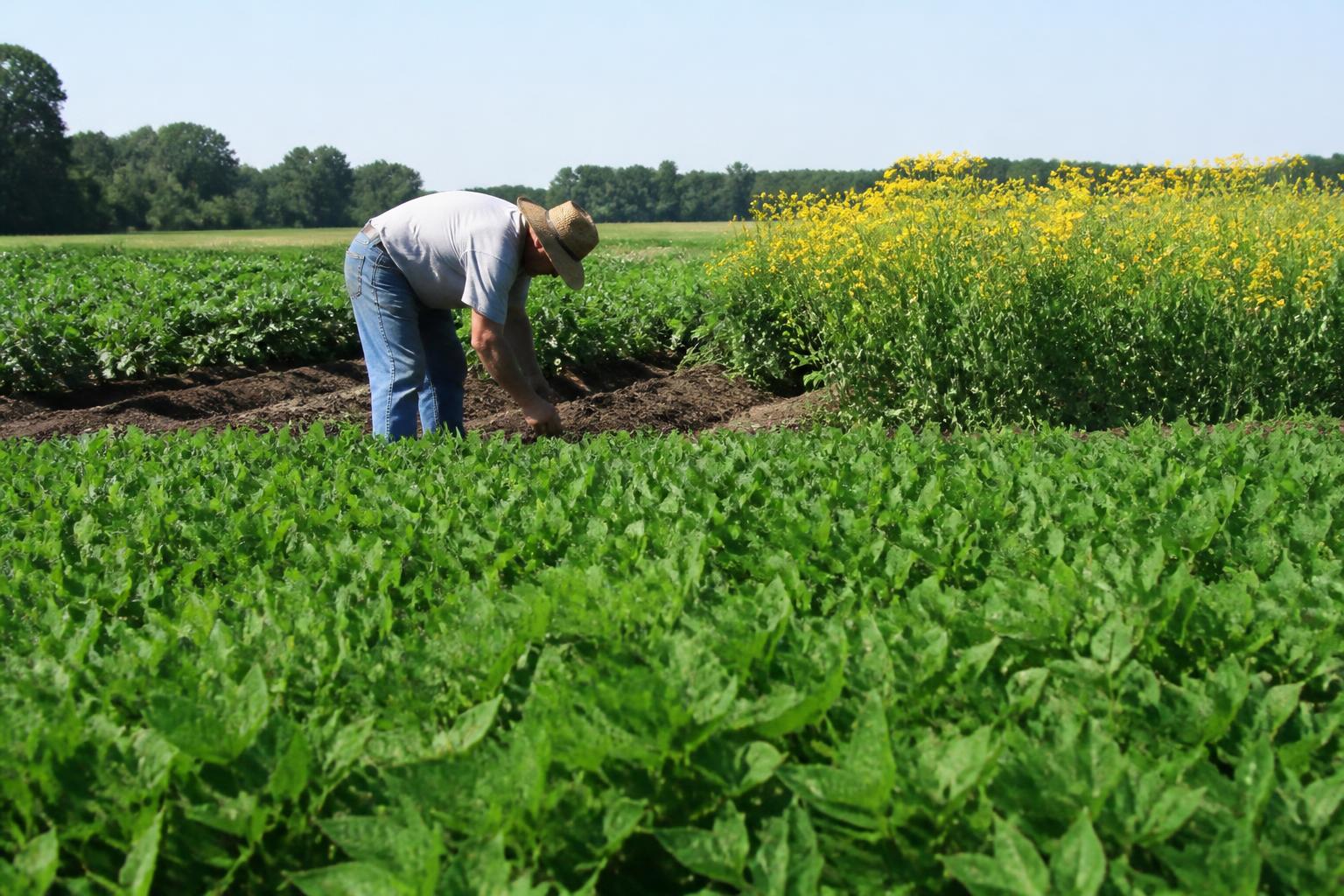 South Carolina Crop Management and Market Outlook for Mid-Summer - AgroPost