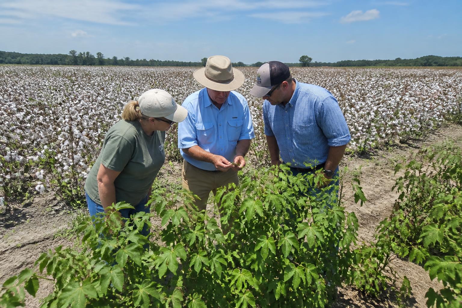 Managing Seasonal Volatility: Alabama Field Updates and Market Outlook - AgroPost