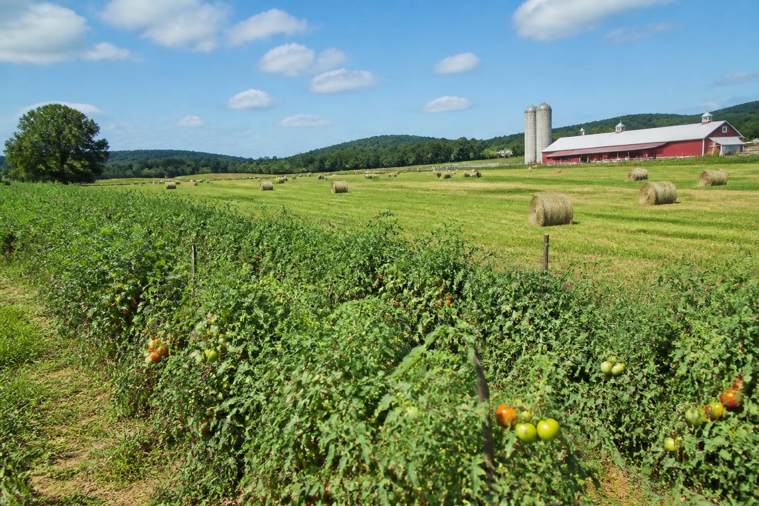 Maryland Fertilizer Outlook: Managing Mid-Summer Soil Fertility for Late-Season Gains - AgroPost