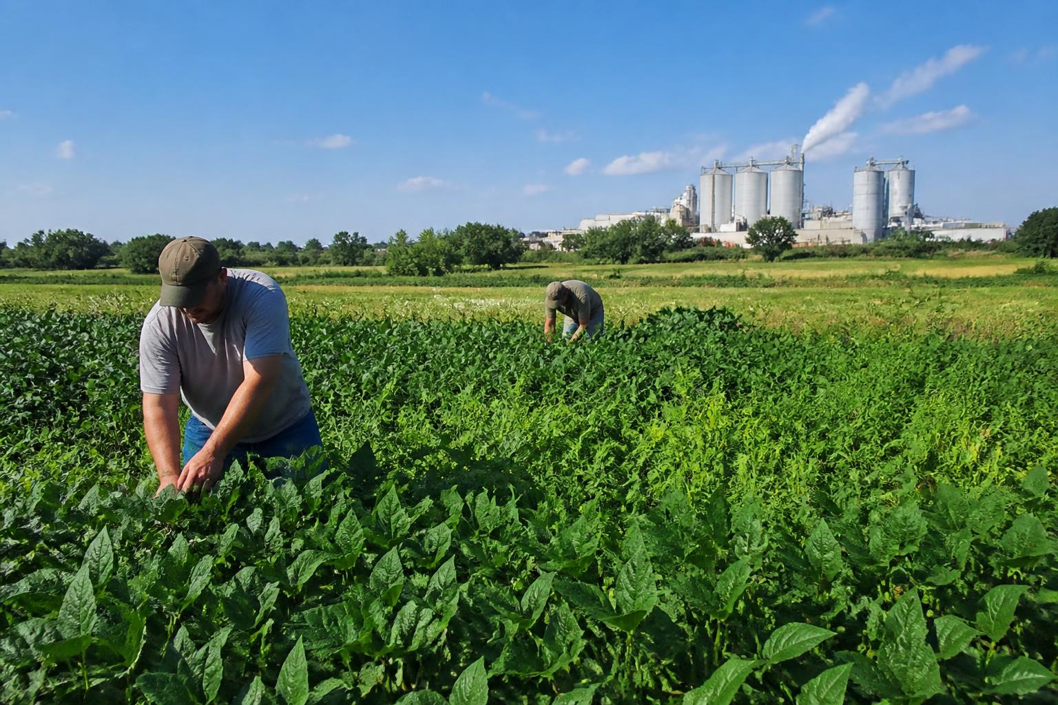 Indiana Agribusiness Update: Managing Mid-Summer Crop Protection and Infrastructure Growth - AgroPost