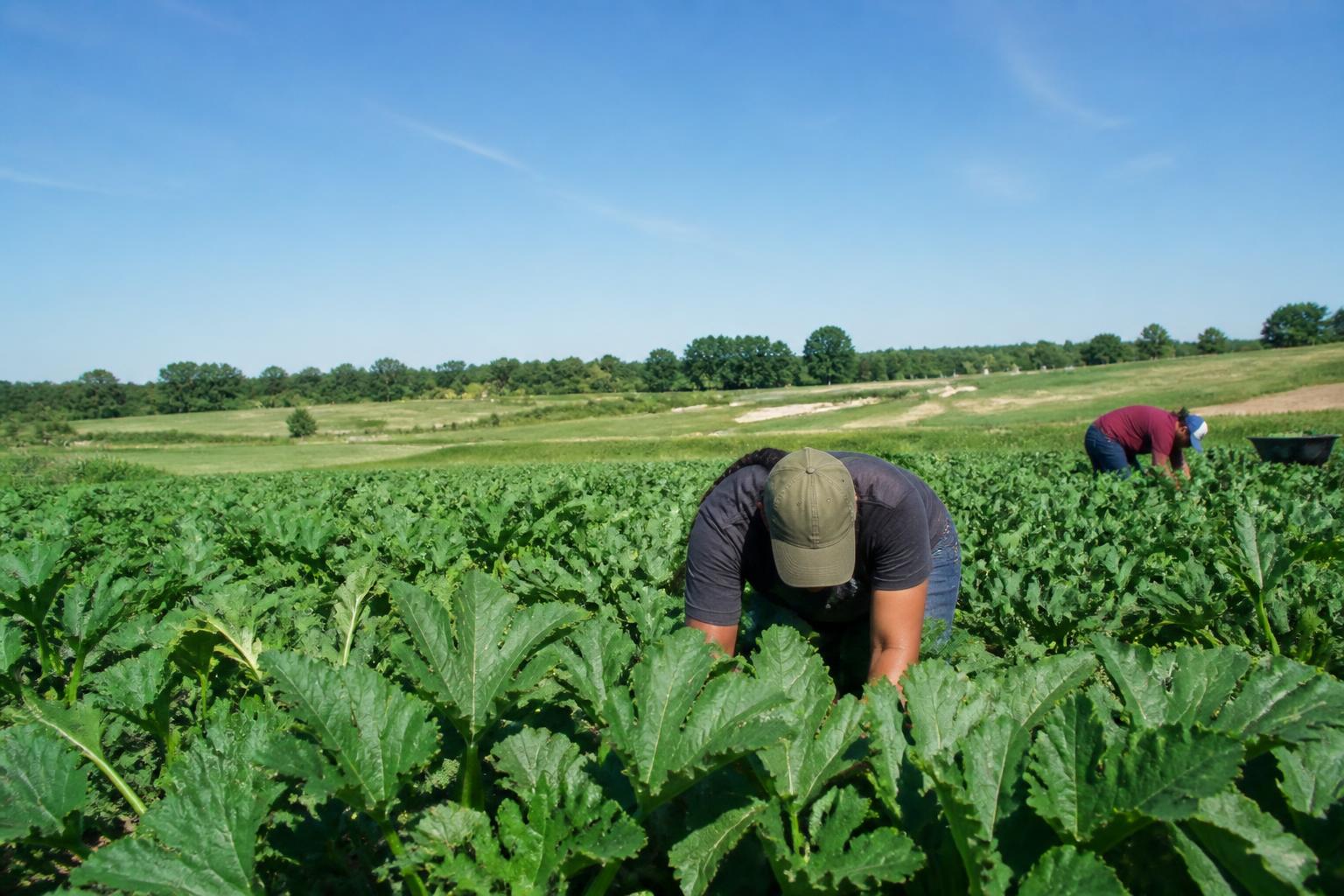Assessing Long-Term Shifts for Alaska Grain Production - AgroPost