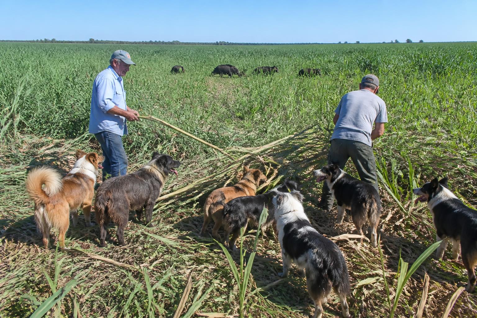 Louisiana Crop Protection Outlook: Managing Emerging Pressures in Mid-Summer - AgroPost
