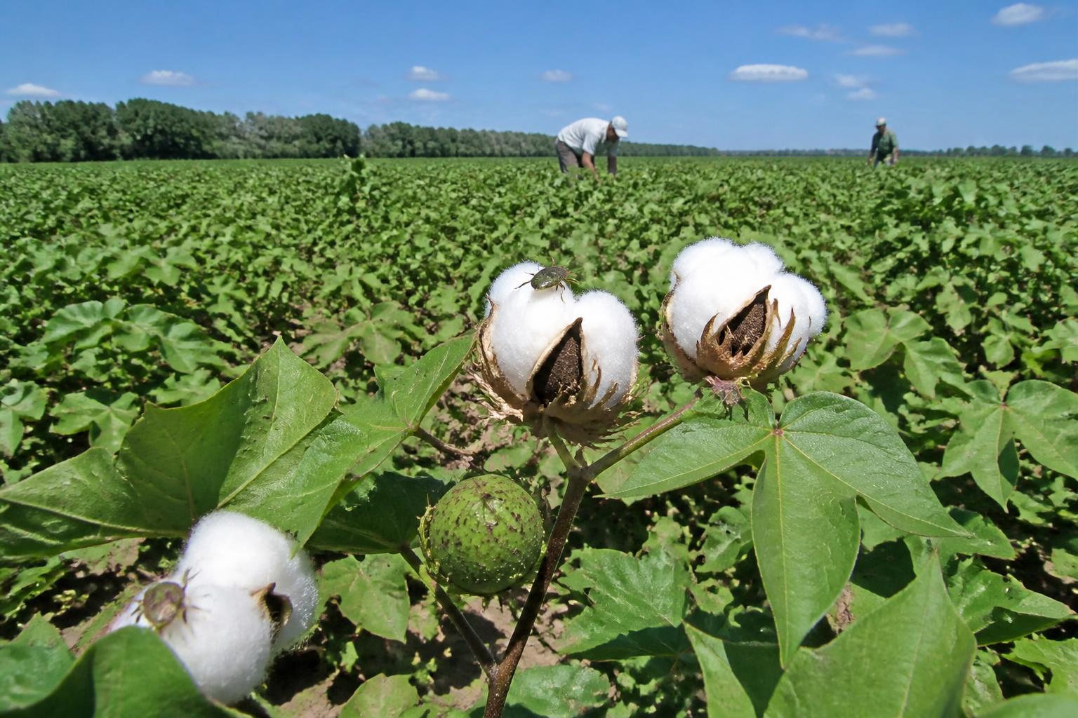 Alabama Cotton Producers Navigate Mid-Season Pest Pressures and Market Hurdles - AgroPost