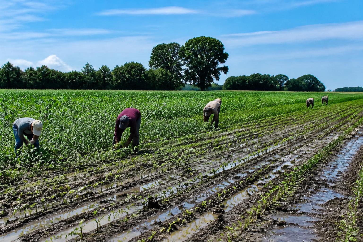 Arkansas Crop Outlook: Managing Yield Potential Amidst Summer Weather Challenges - AgroPost