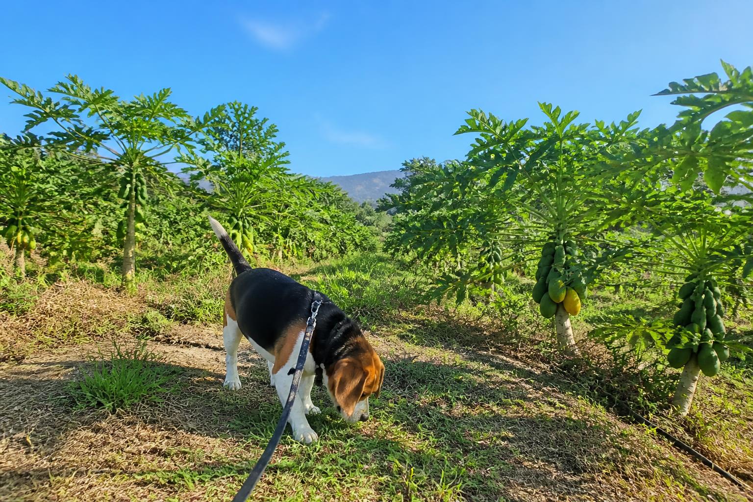 Protecting Hawaii's Agricultural Future: Biosecurity and Resilience in the Field - AgroPost